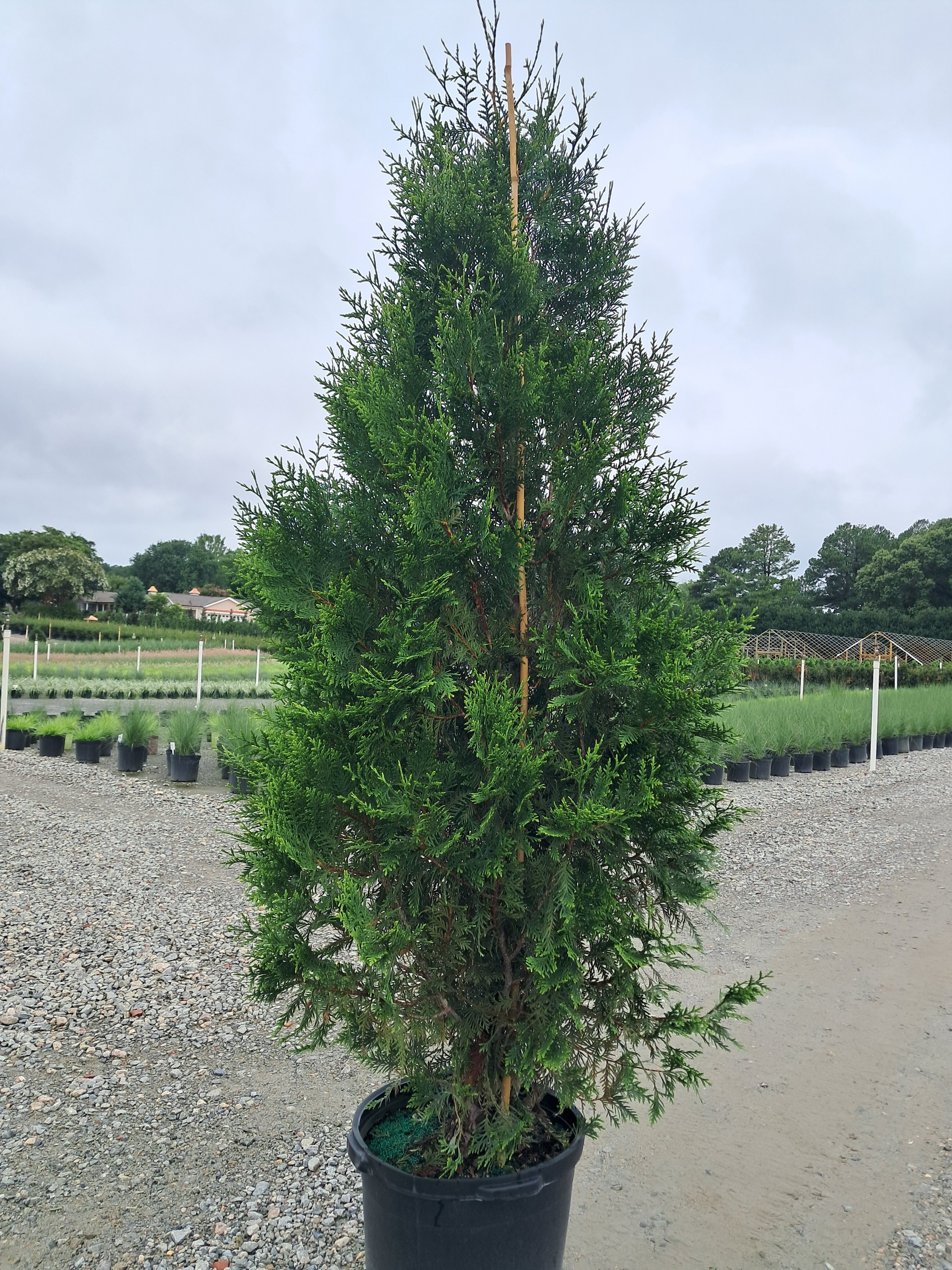 15g Everyst® Western Cedar