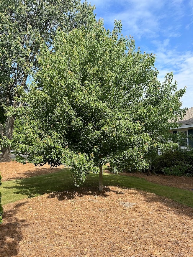 25g Trident Maple