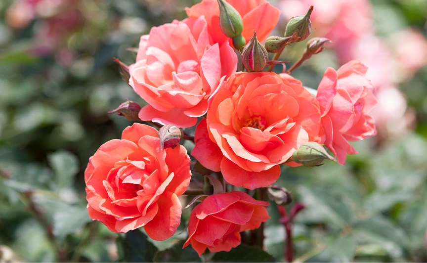 5g Coral Knock Out® Rose