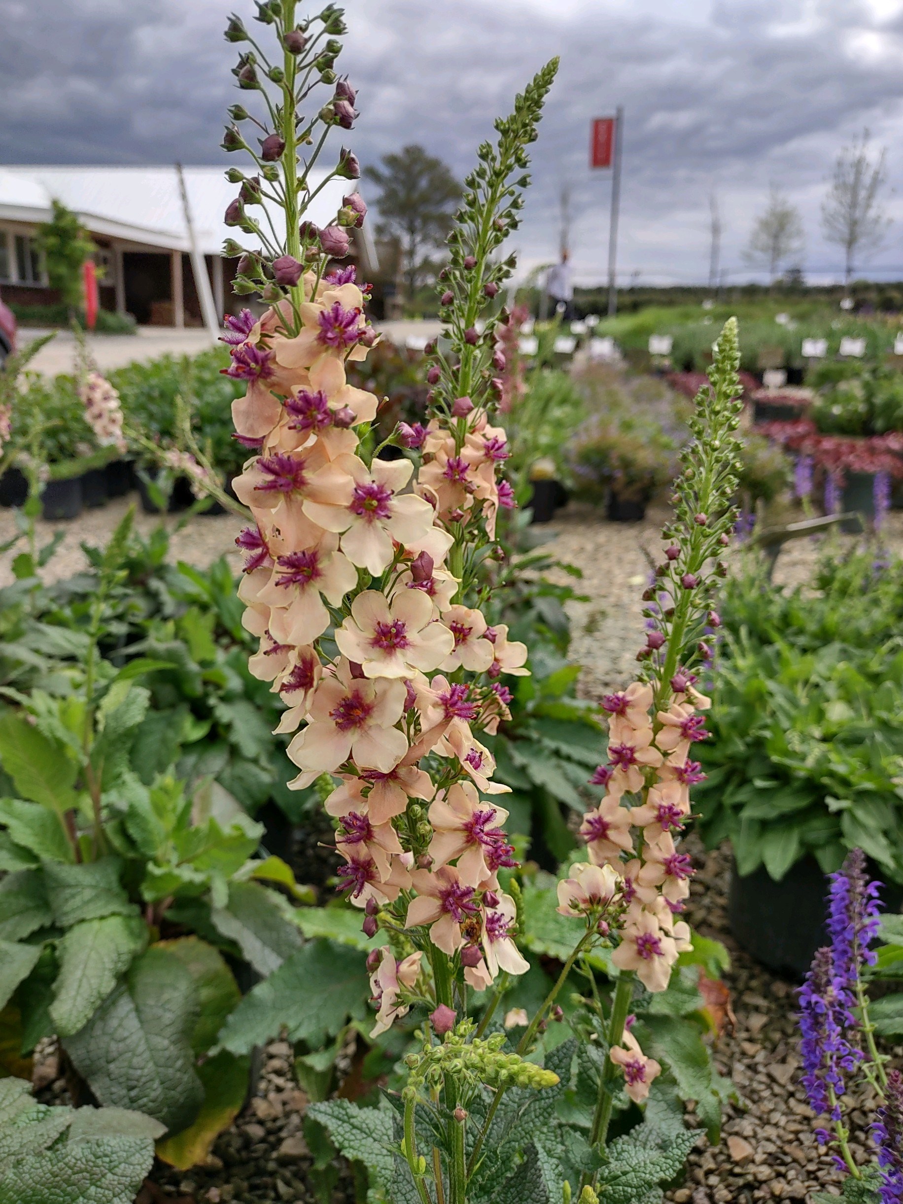 2g Southern Charm Verbascum
