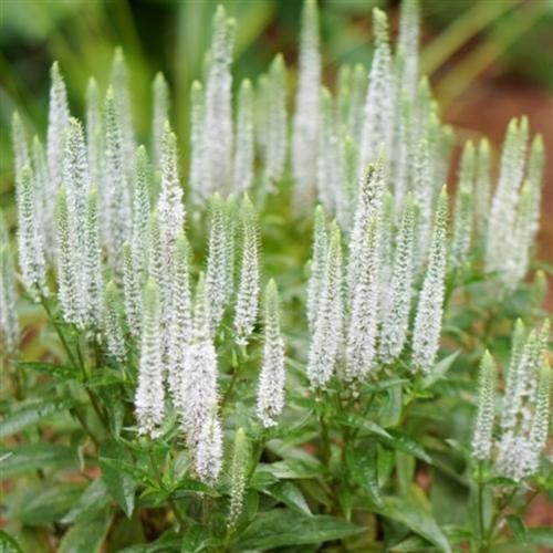 1g Snow Candles Veronica (Speedwell)