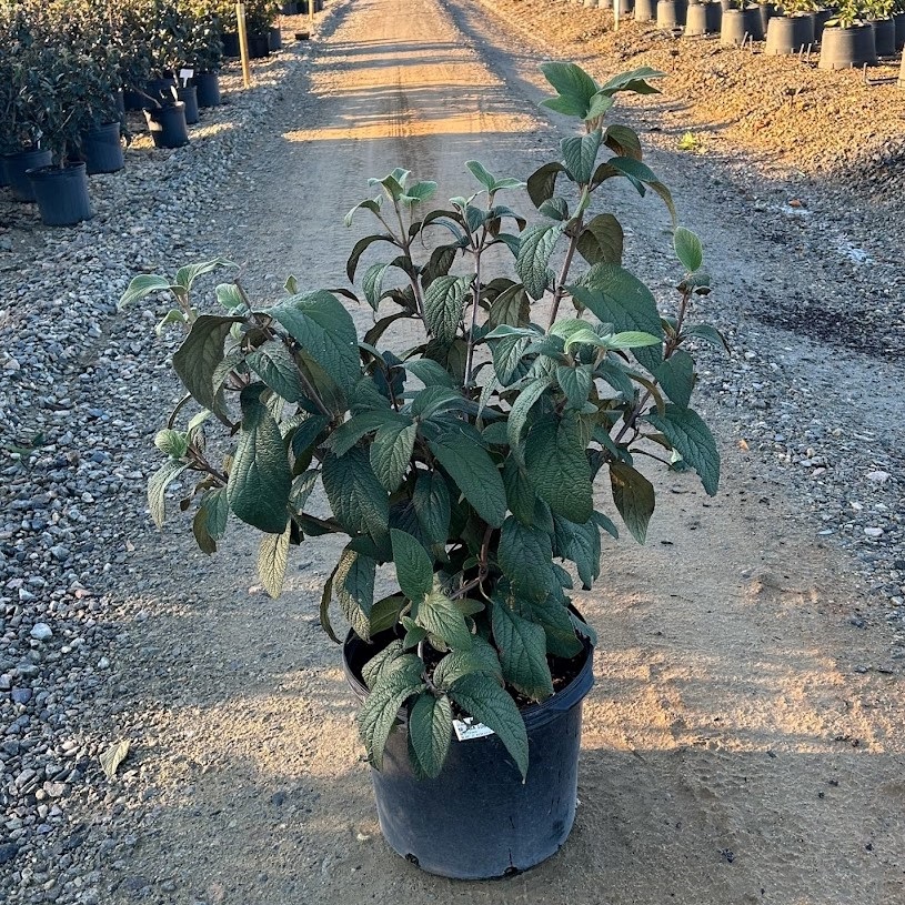 7g Allegheny Viburnum