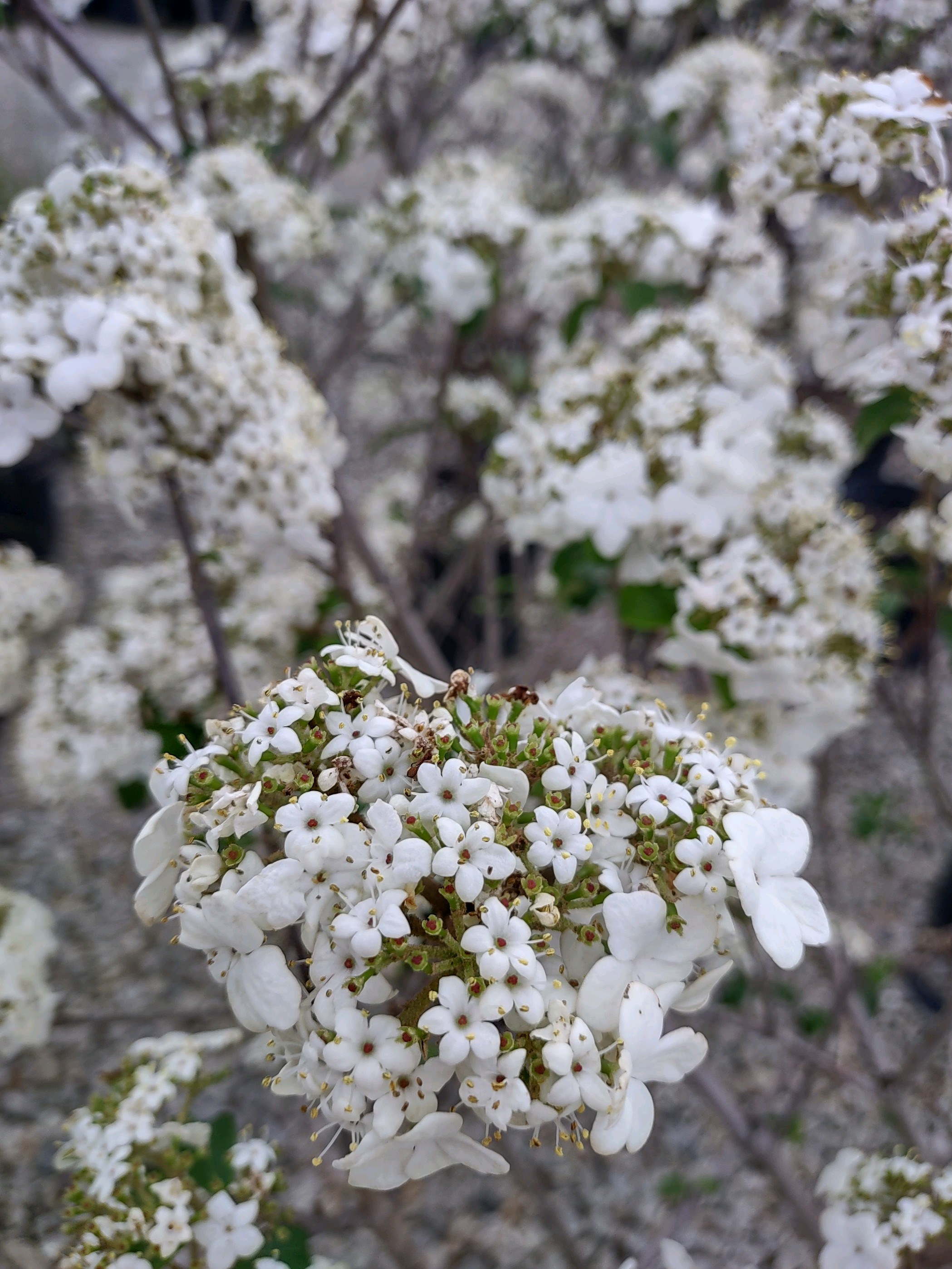 5g Nantucket Viburnum