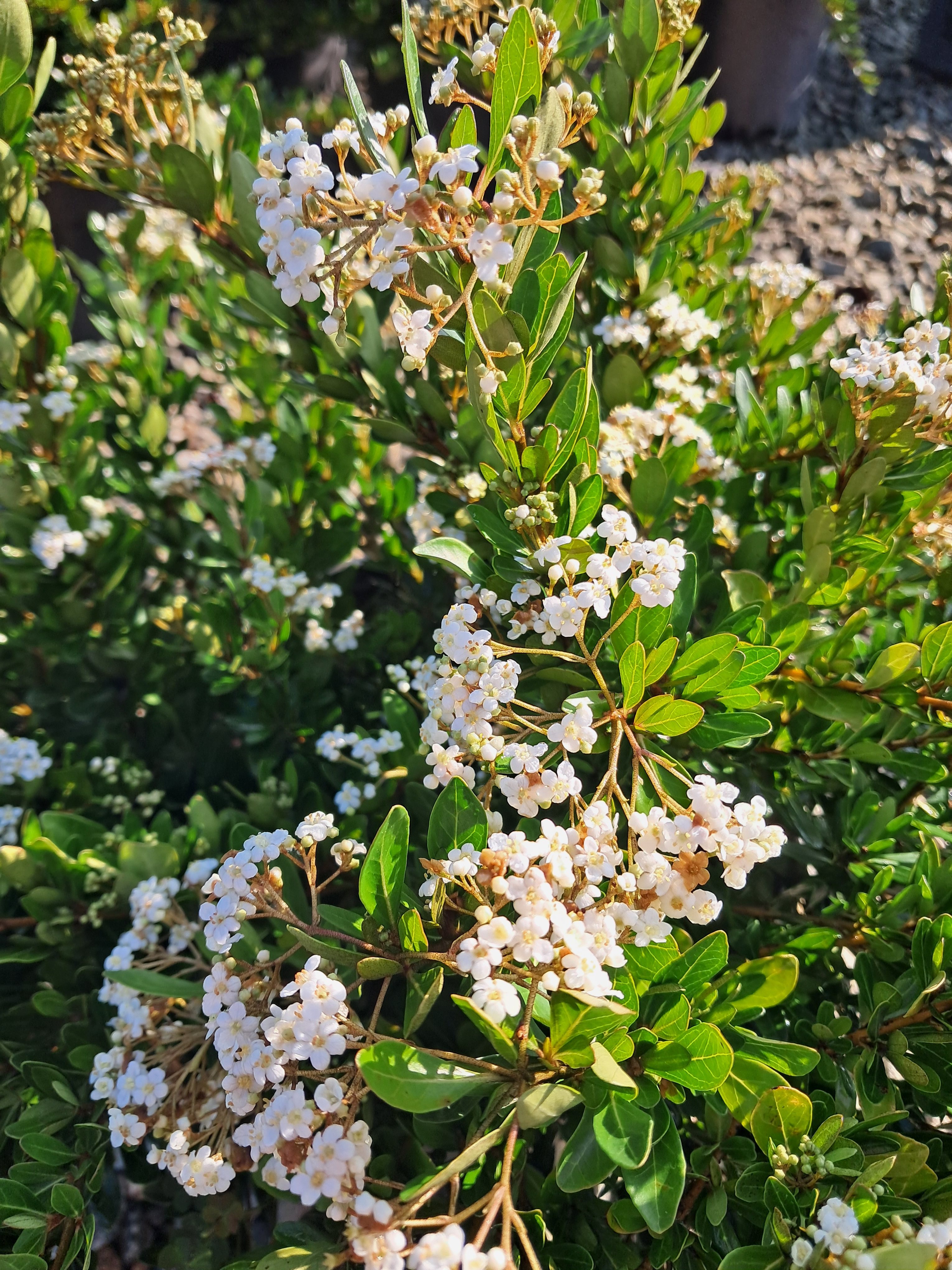 7g Raulston's Hardy Viburnum