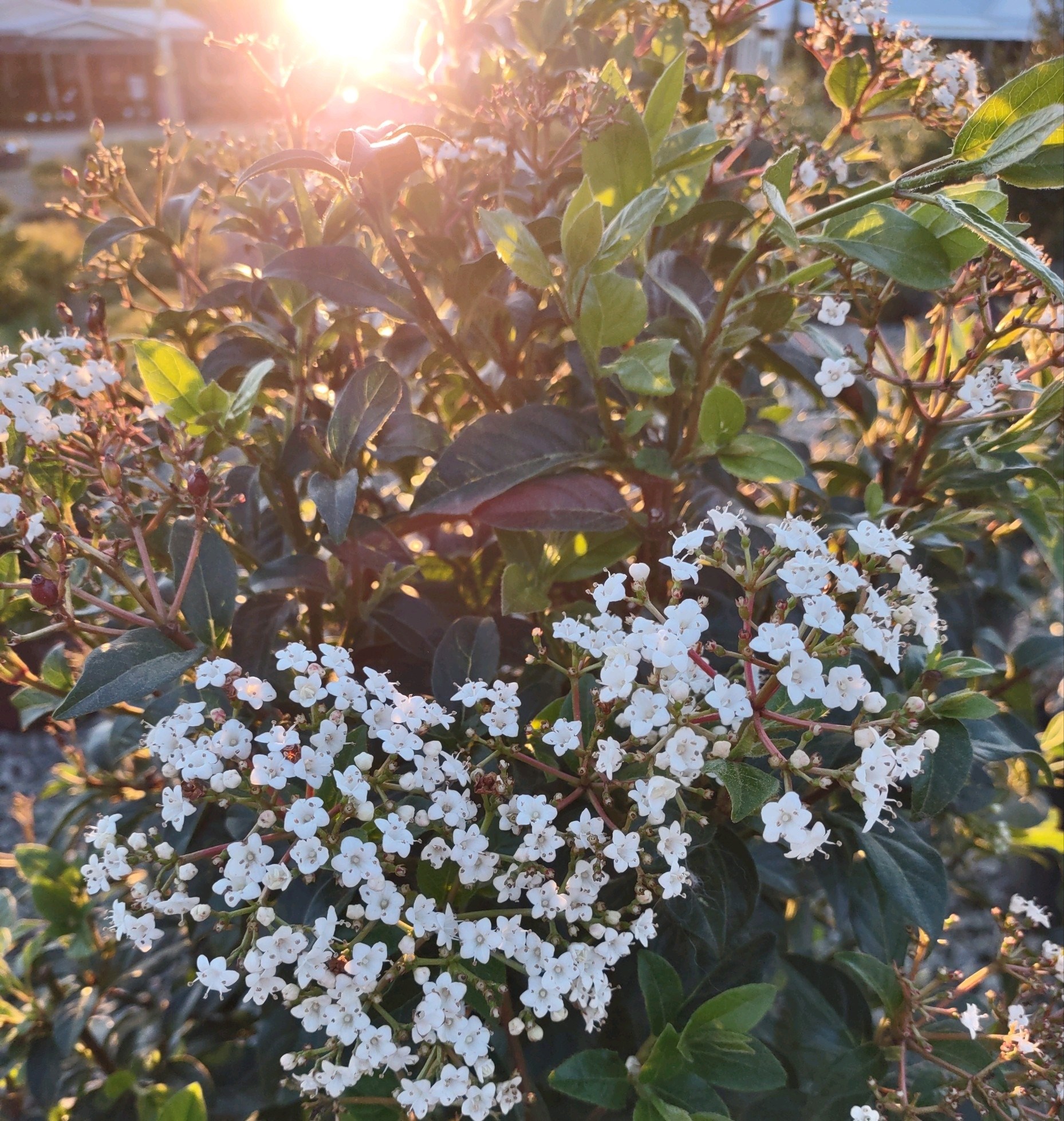 7g Compact Laurustinus Viburnum