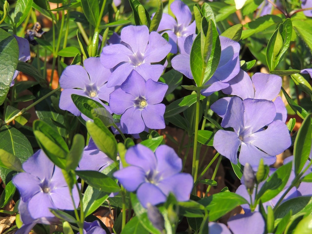 Flat - Bowles Periwinkle (Vinca)