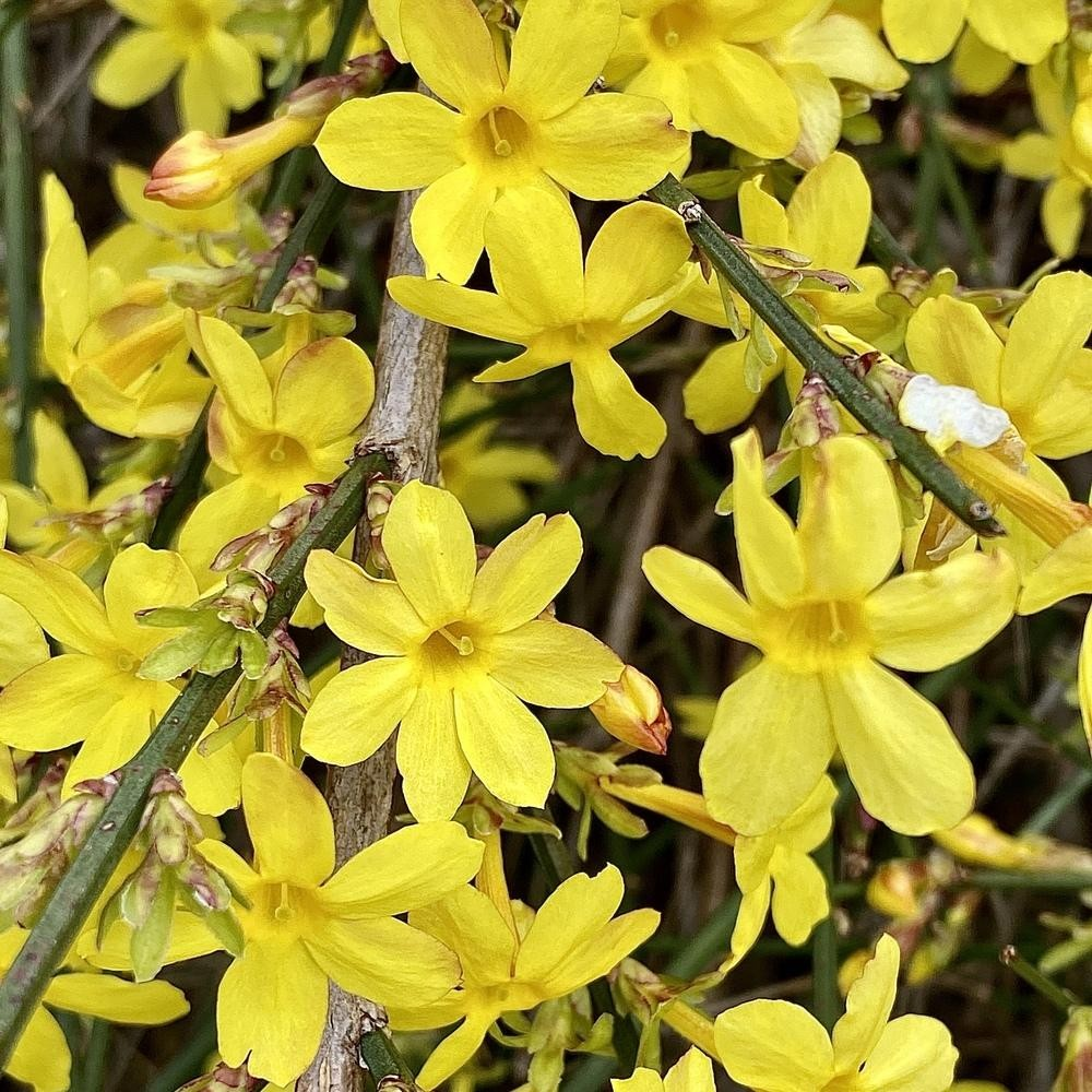 3g Winter Jasmine