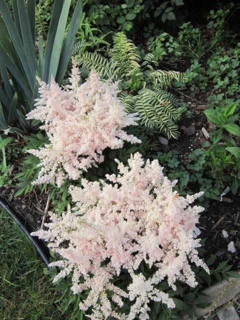 2g Astilbe Younique Silvery Pink™