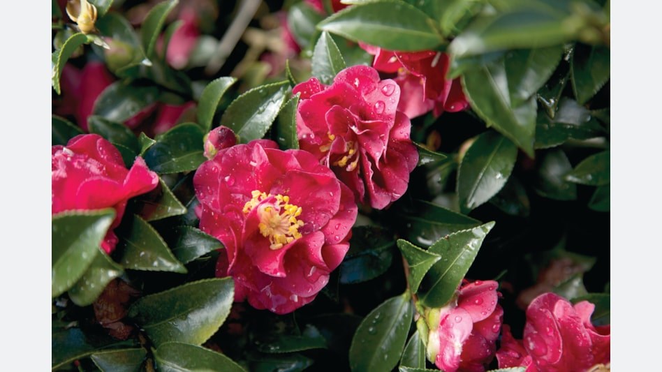 7g October Magic® Ruby Camellia