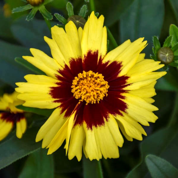 2g Uptick™ Yellow and Red Coreopsis