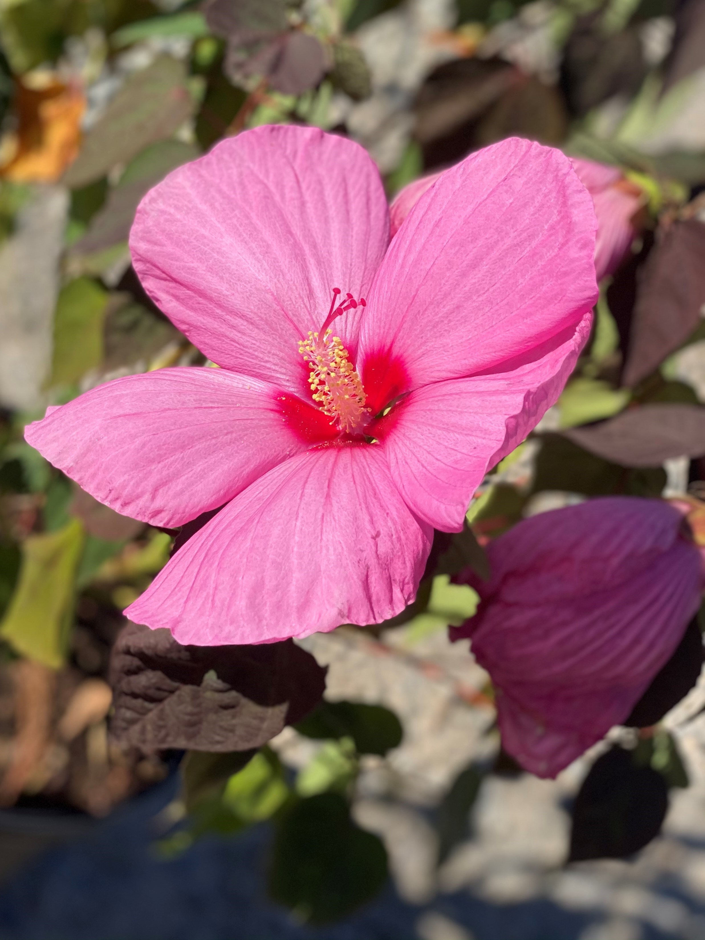 3g Head Over Heels Adore Hibiscus