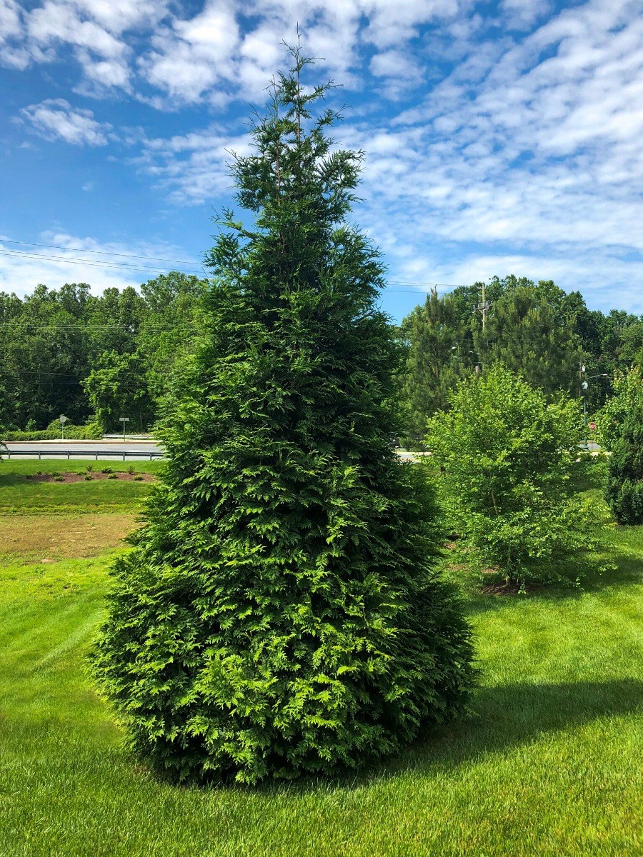 25g Green Giant Western Arborvitae