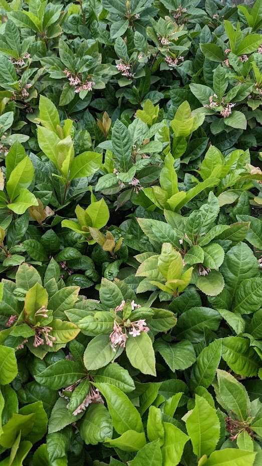 3g Japanese Ardisia