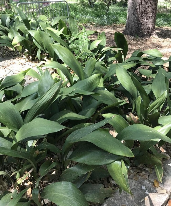 3g Cast Iron Plant