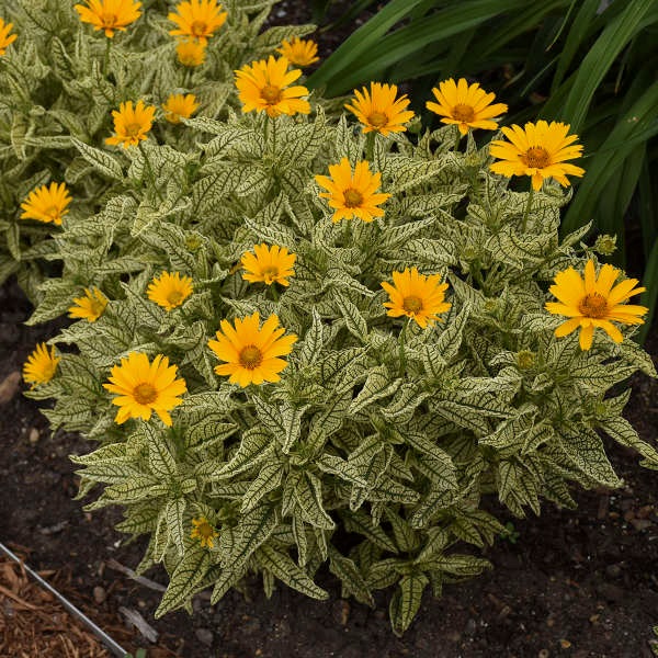 2g Sunstruck Heliopsis