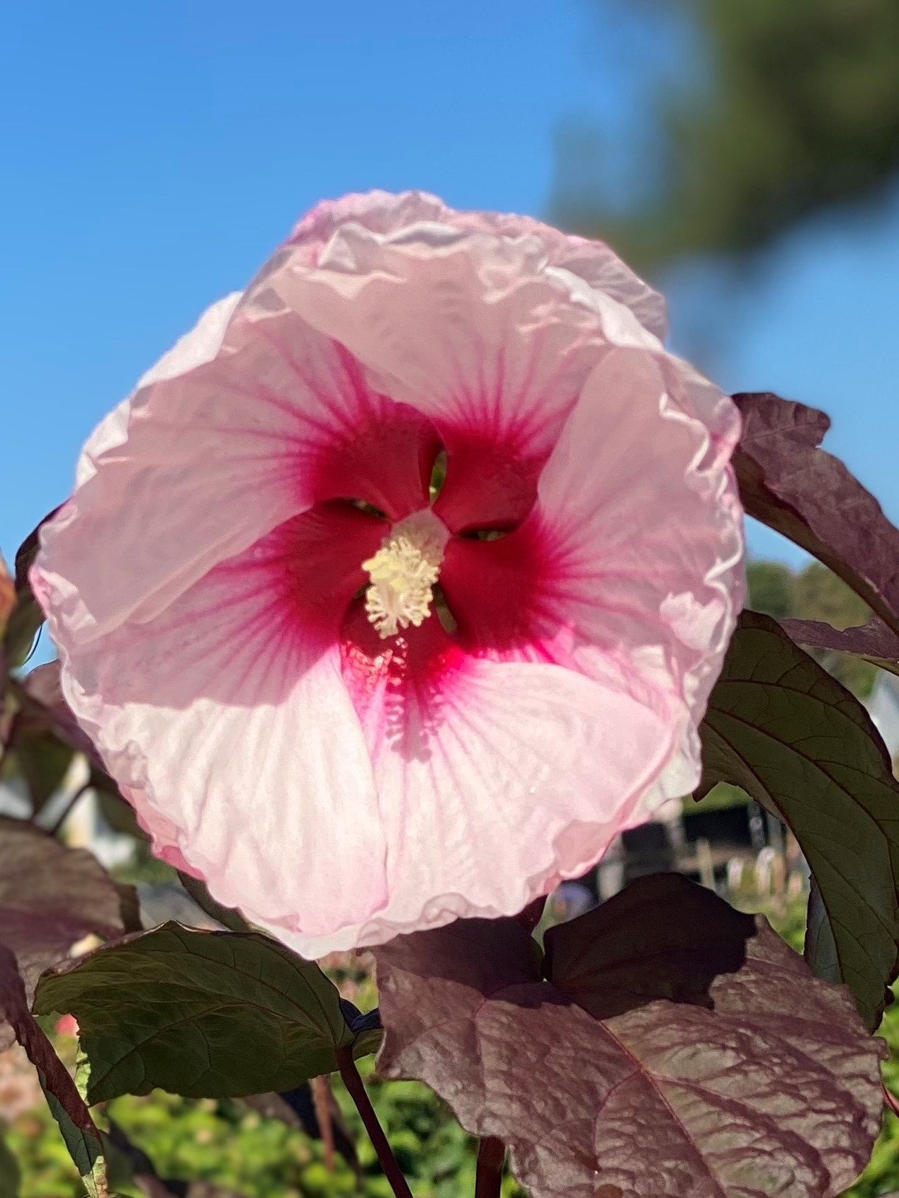 3g Head Over Heels Blush Hibiscus