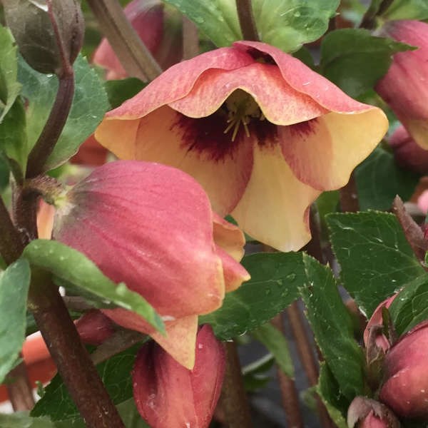 2g Honeymoon Series Sandy Shores Lenten Rose