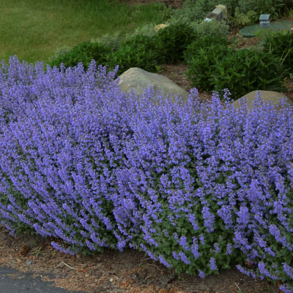 2g Purrsian Blue Catmint