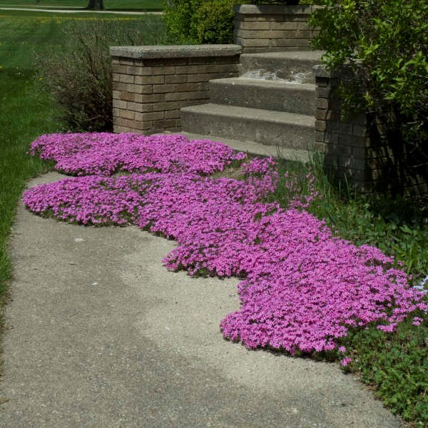2g Red Wing Phlox