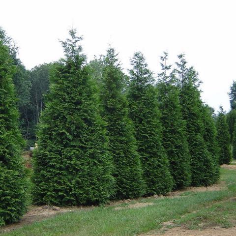 Green Giant Arborvitae (Thuja Plicata) - Western Red Cedar (1, 3 Gallon)