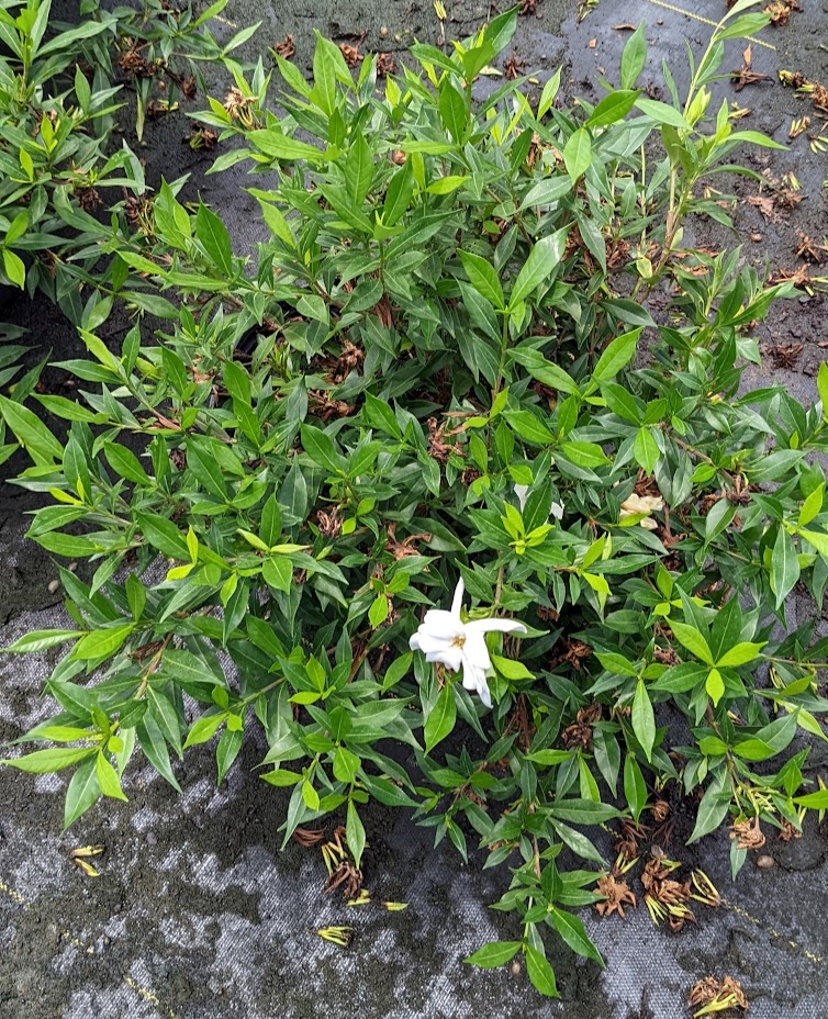 3g Frostproof Gardenia