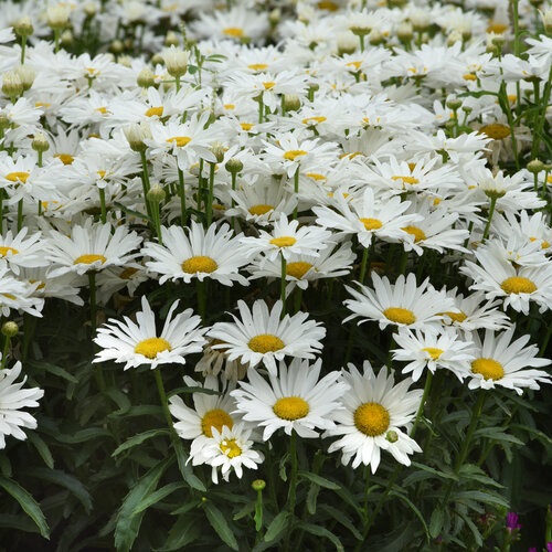 2g White Cap Leucanthemum