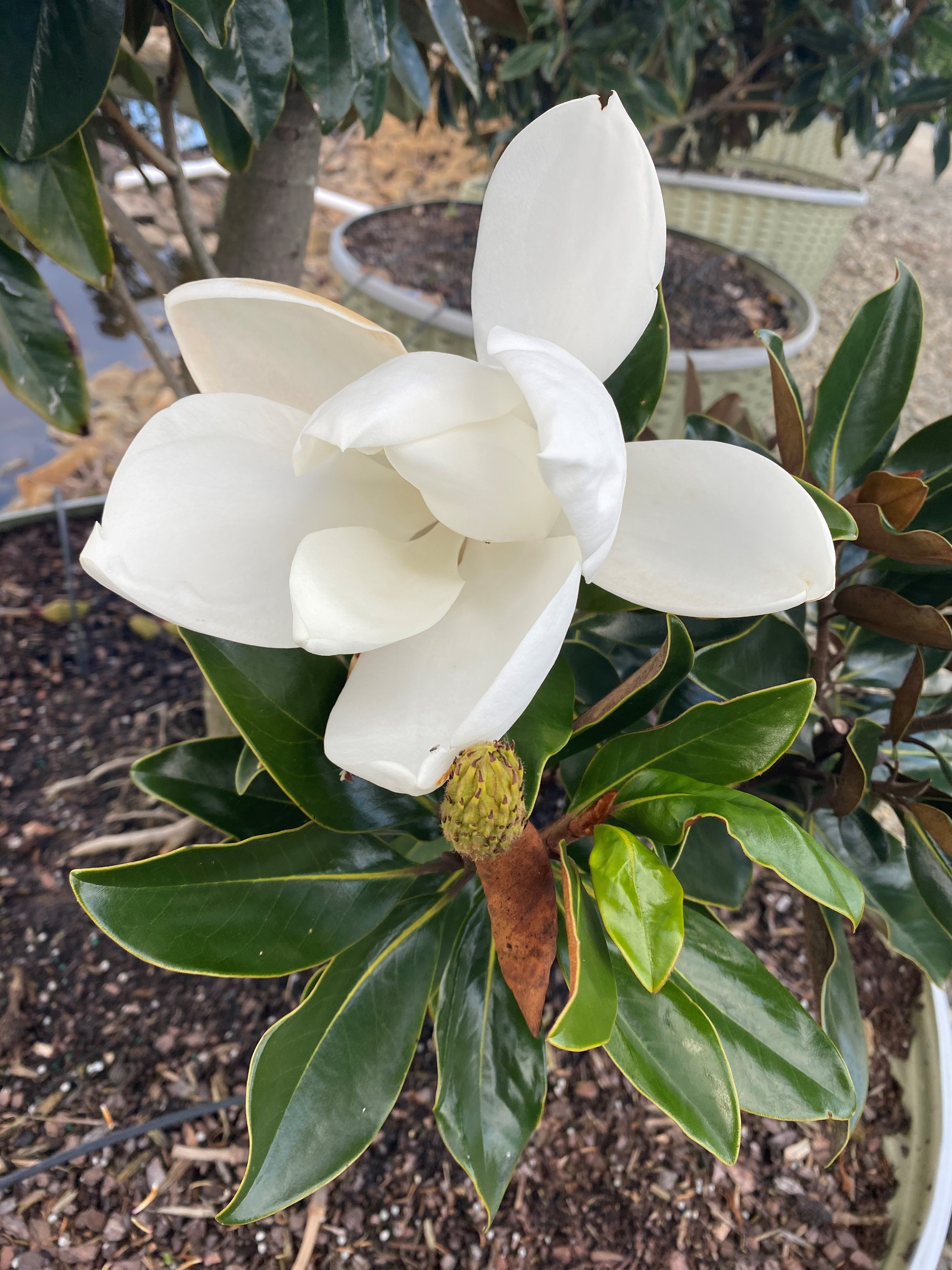100g Little Gem Southern Magnolia