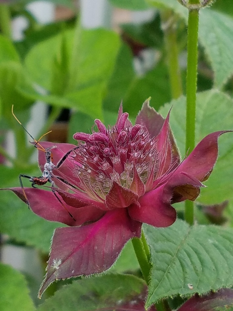 1g Raspberry Wine Monarda (Bee Balm)