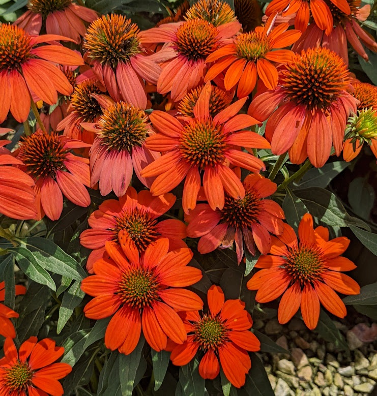 2g Sombrero® Adobe Orange Coneflower