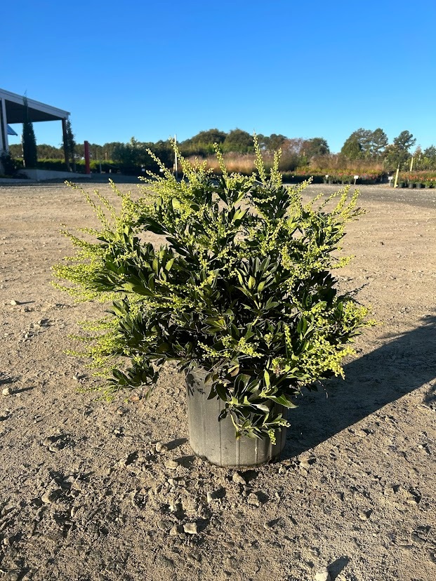 3g Temple Bells Japanese Pieris