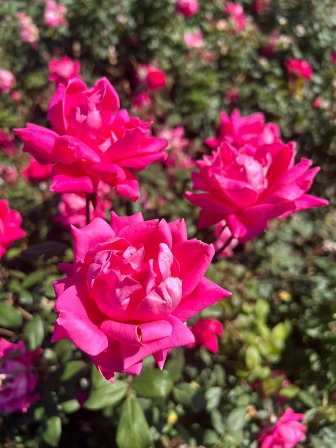 3g Double Pink Knock Out® Rose