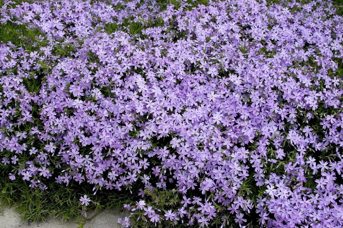 2g Emerald Blue Phlox