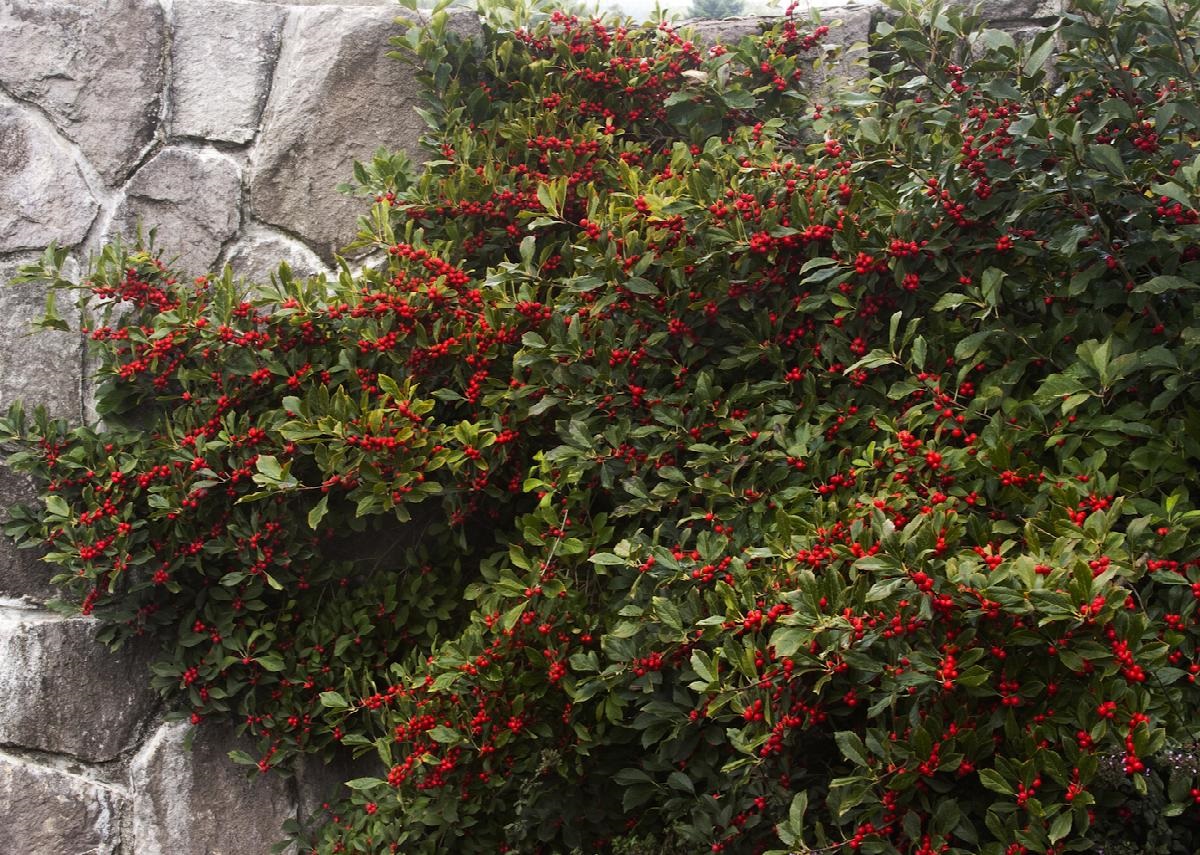 26″ Ilex Berry Spray 'Red' – McArdle's – Floral & Garden Design