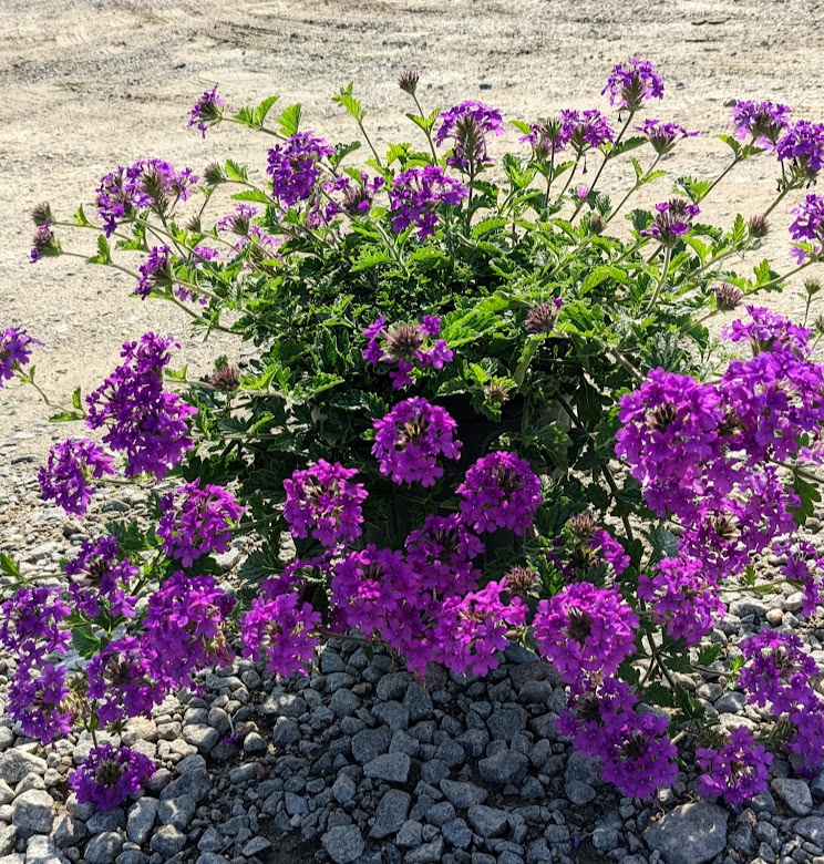 2g Homestead Purple Verbena