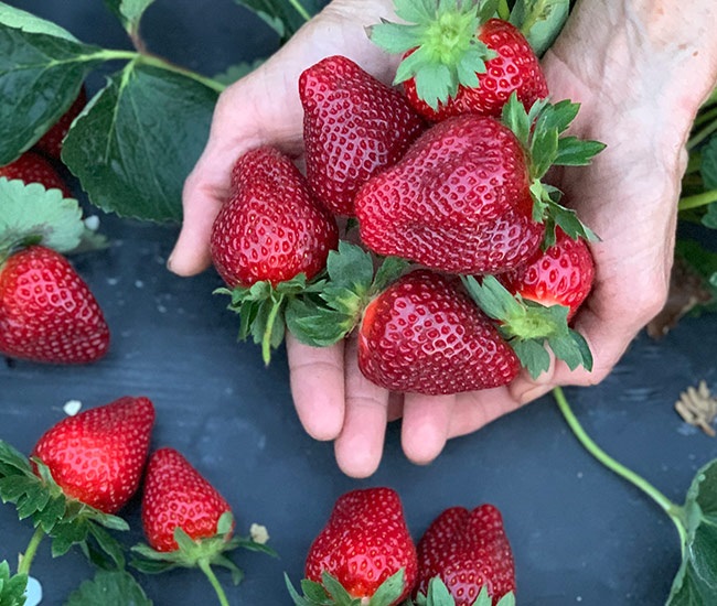 Strawberry Picking