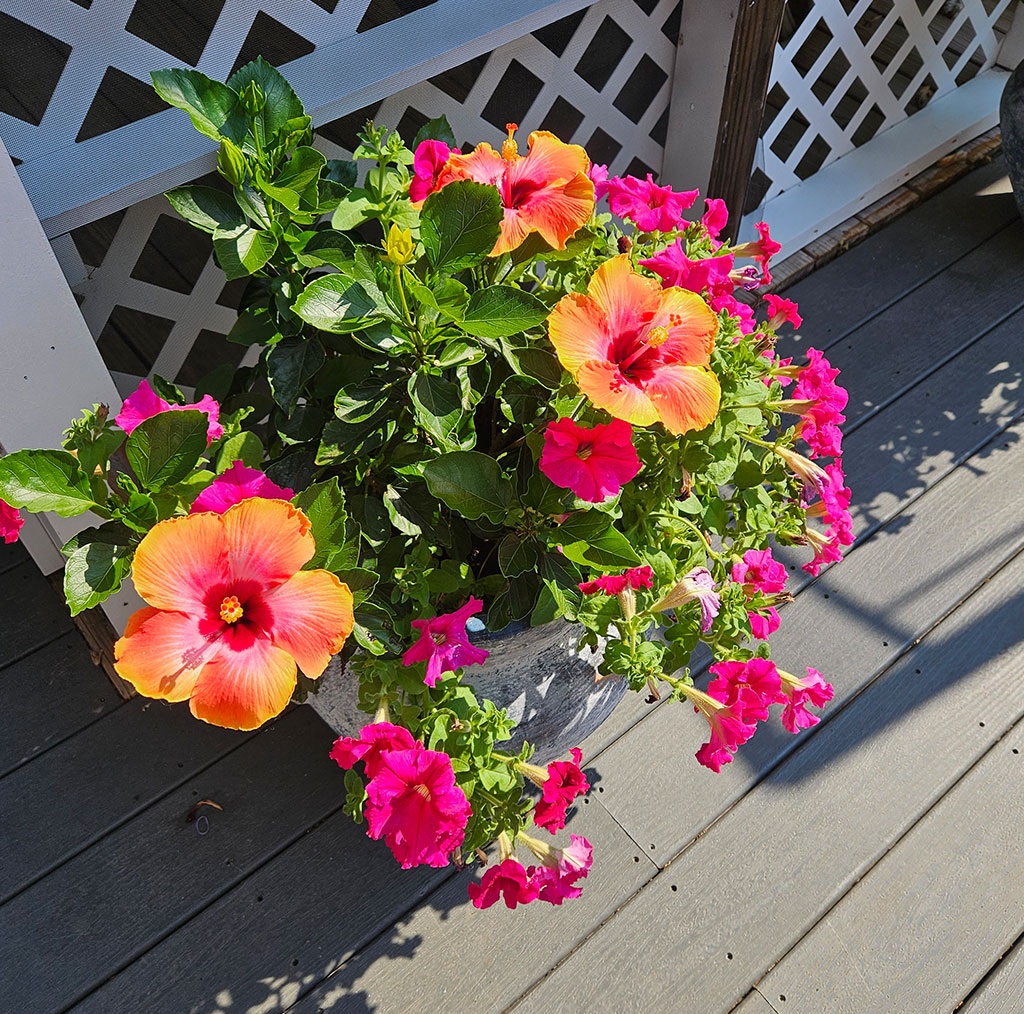 Custom Planters & Seasonal Color