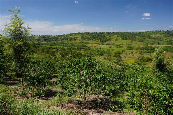Burundi Farm Burundi Farm