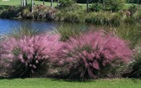 Muhley Grass