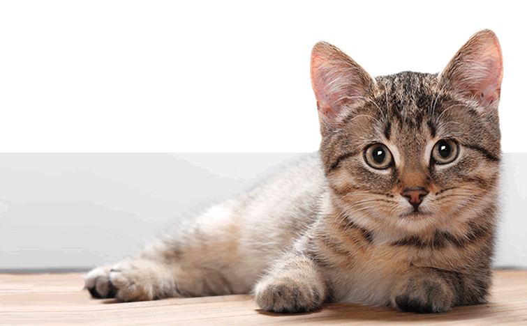 Feline Heartworms The Sound Cat Veterinary Hospital