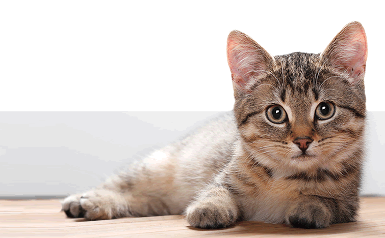 thyroid meds for cats